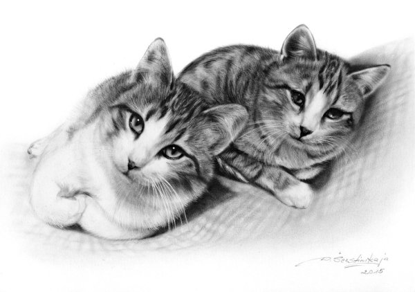 Нарисовать кошку карандашом