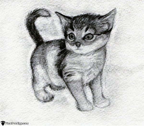 Маленький котенок карандашом