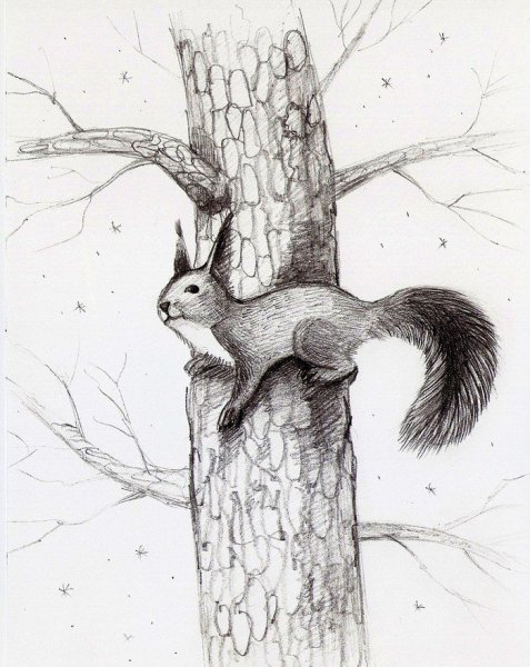 Белка карандашом