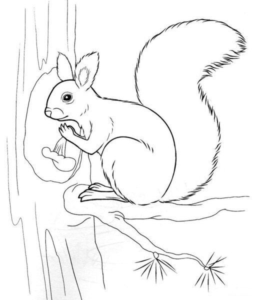 Белек раскраска