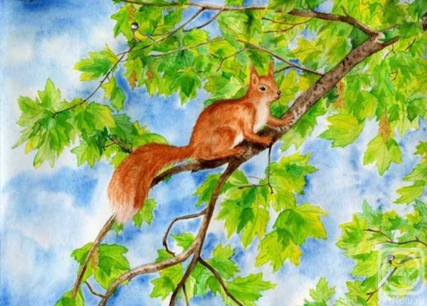Белка рисунок