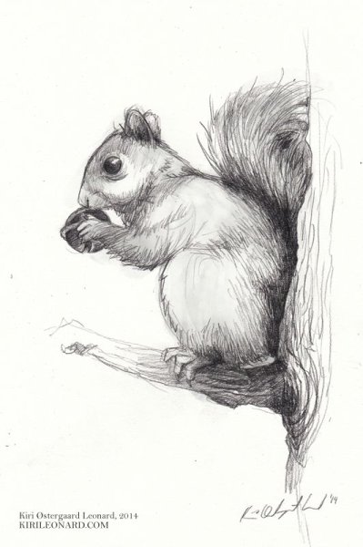 Белка Наброски карандашом