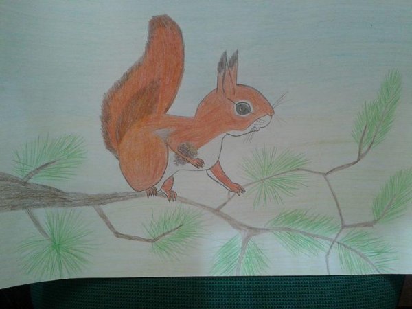 Рисование белка на ветке