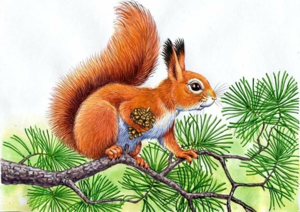 Белка нарисовать