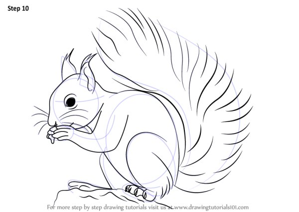 Белочка рисунок