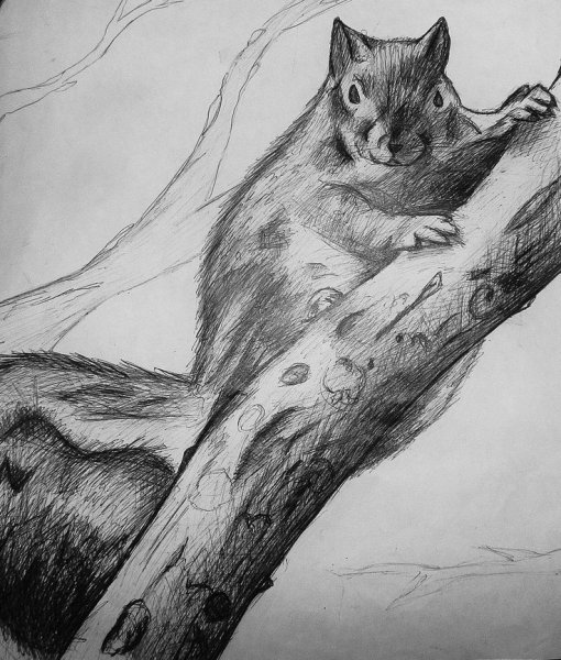 Белка раскраска для детей