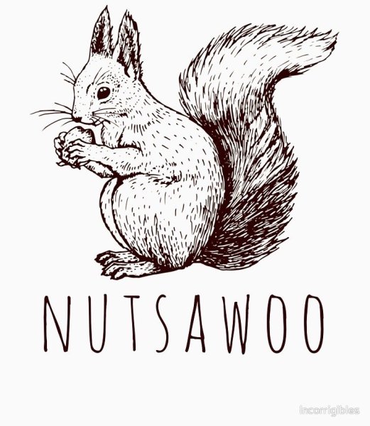 Белка картинка раскраска