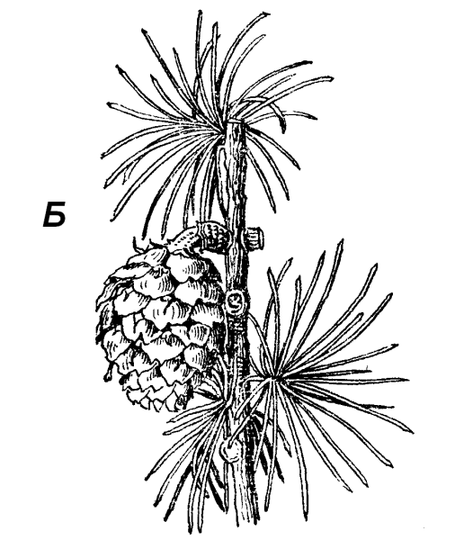 Шишки лиственницы рисунок