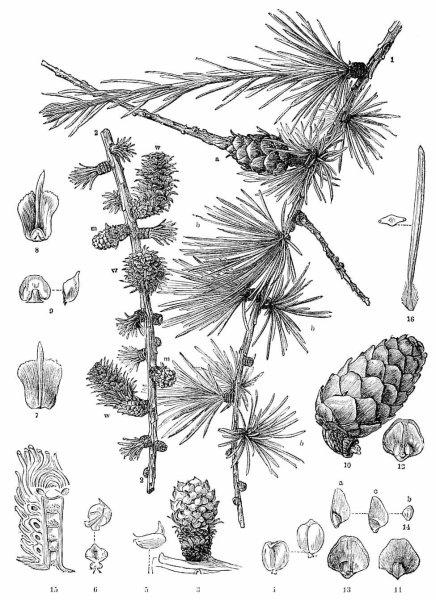 Лиственница карандашом