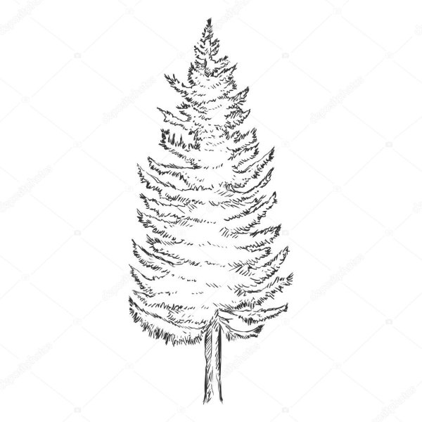 Контур лиственница Сибирская