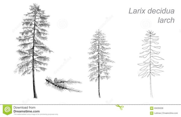 Раскраска дерево ель