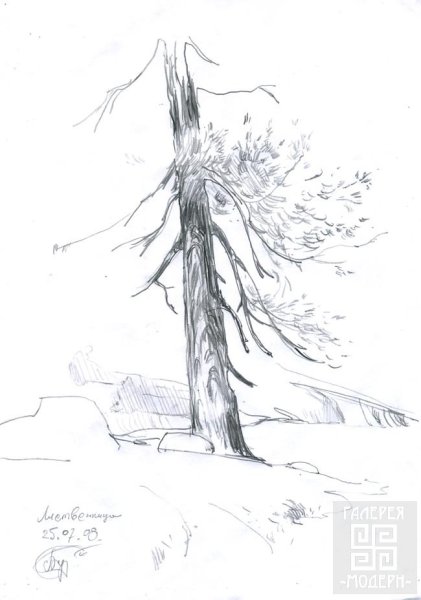 Хвойные деревья картинки