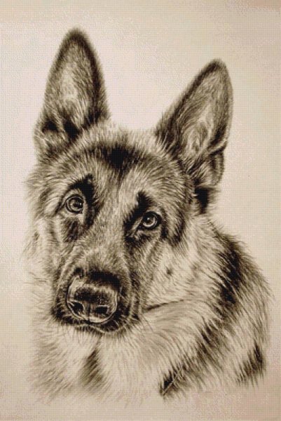 Восточноевропейская овчарка рисунок