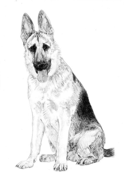 Овчарка карандашом