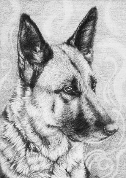 Овчарка рисунок
