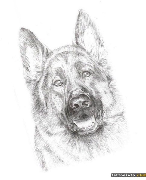 Немецкая овчарка Мухтар арт
