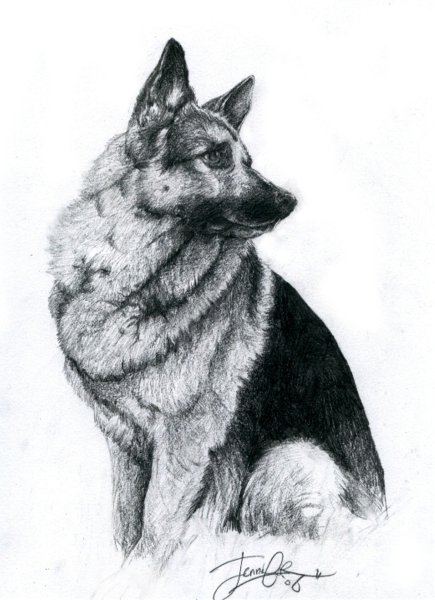 Немецкая овчарка карандашом