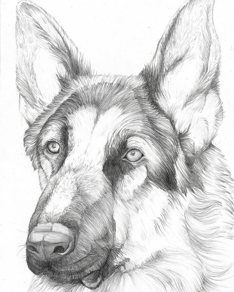 ВЕО овчарка рисунок