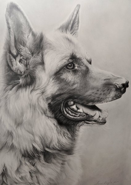 Овчарка рисунок для детей