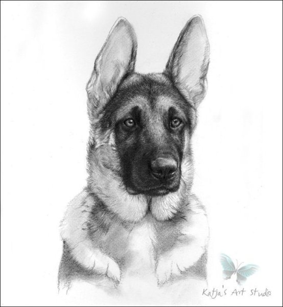 Овчарка карандашом для начинающих