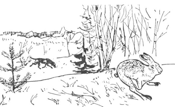 Соколов Микитов заяц Беляк