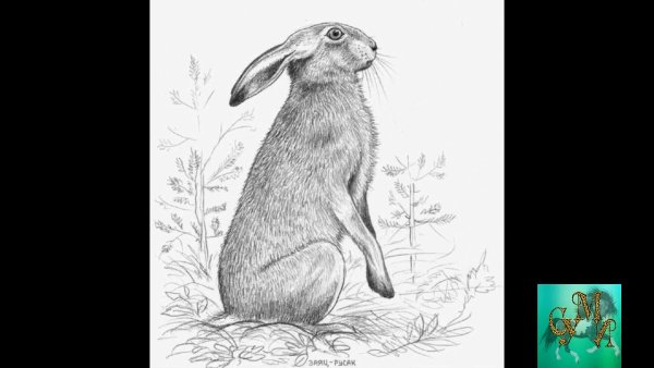 Раскраска заяц зимой в лесу