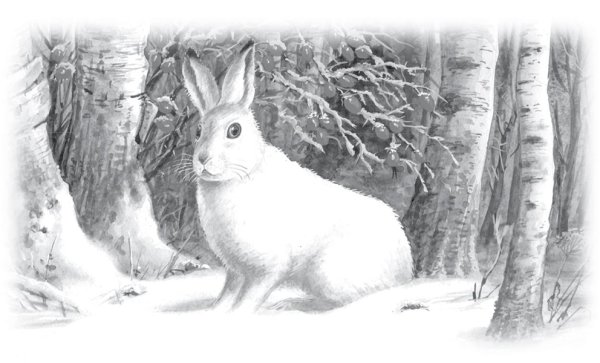 Заячьи лапы Паустовский раскраска