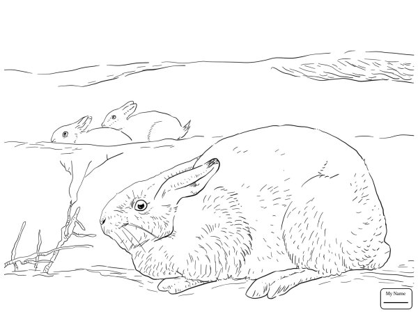 Кролик раскраска