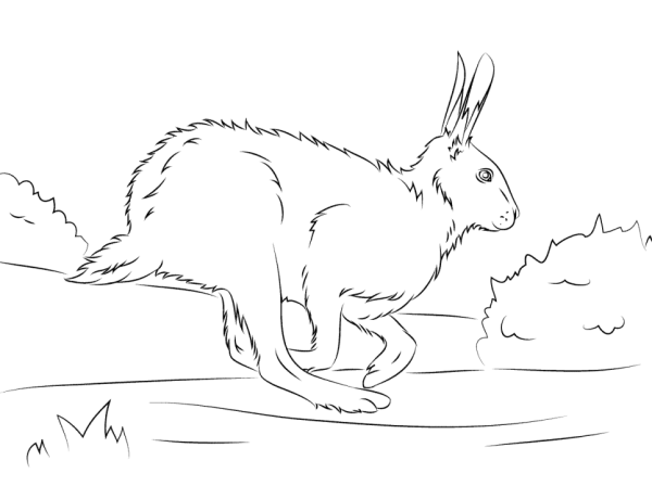 Заяц раскраска