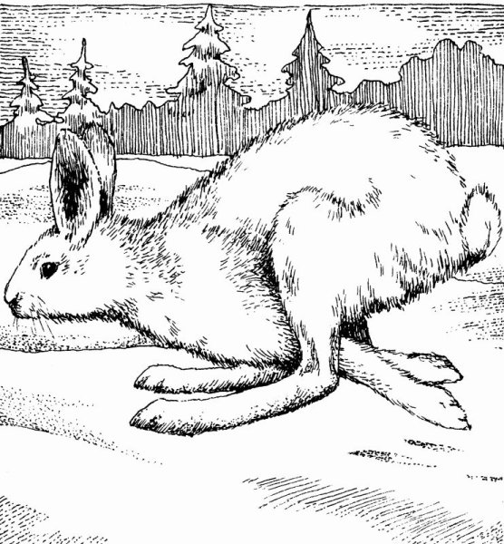 Заяц рисунок