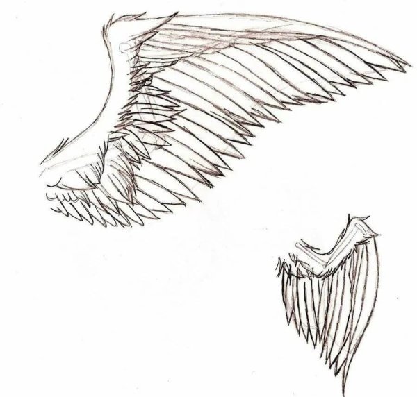 Крылья карандашом