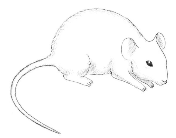 Мышь карандашом