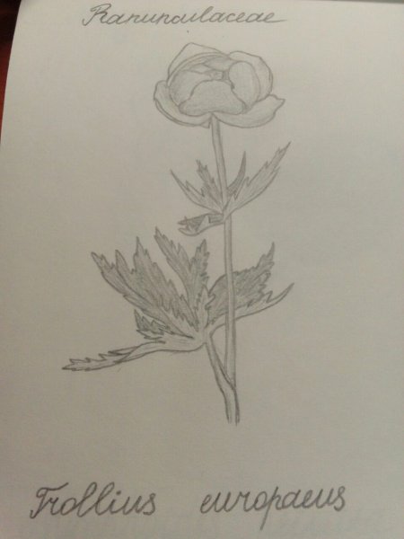 Цветок купальница европейская раскраска