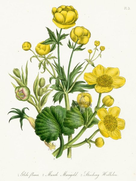 Кувшинка Италмас