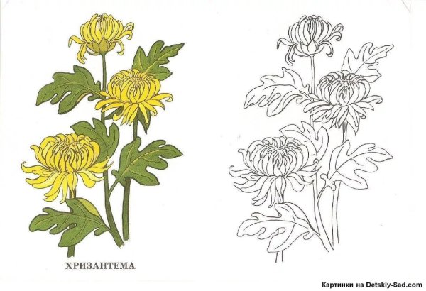 Купальница европейская