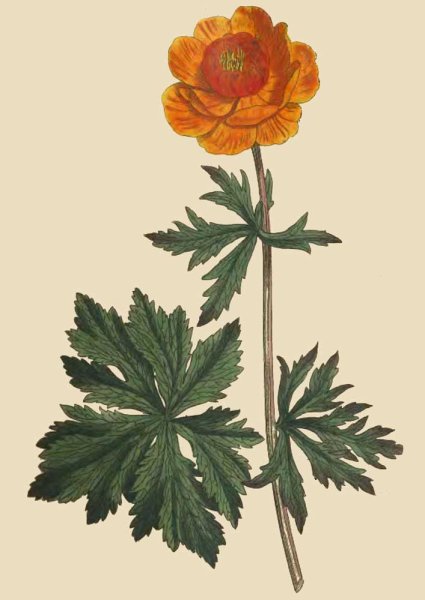 Купальница европейская строение