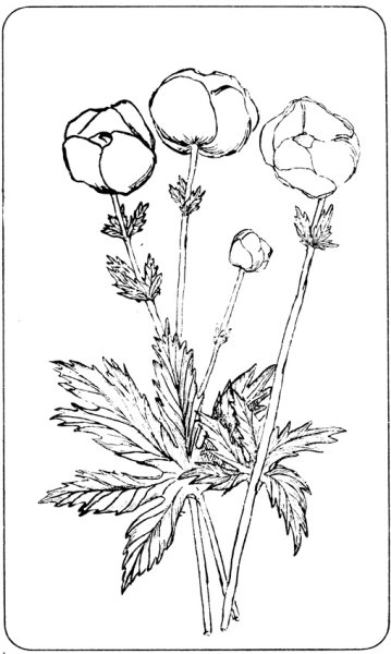 Пионы как рисовать пошагово