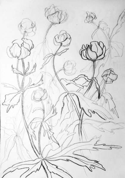 Купальница европейская