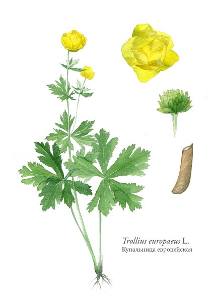 Купальница рисунок карандашом