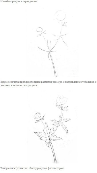 Купальница листья