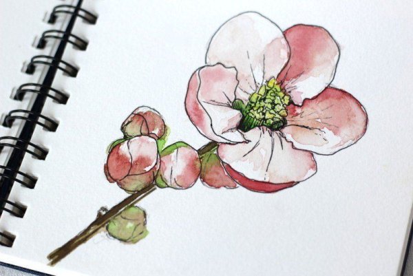 Цветы акварелью для скетчбука