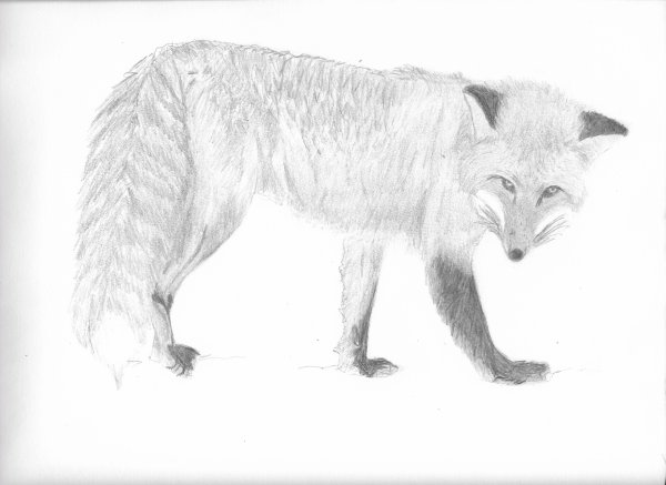 Писец карандашом