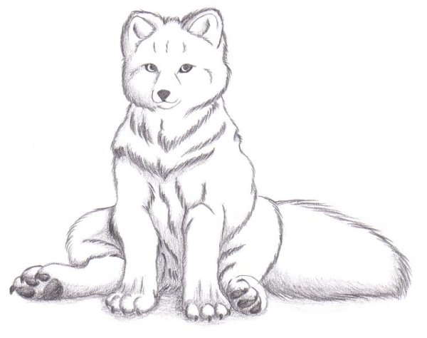 Поэтапное рисование песца