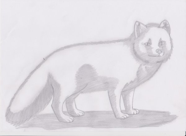 Песец раскраска