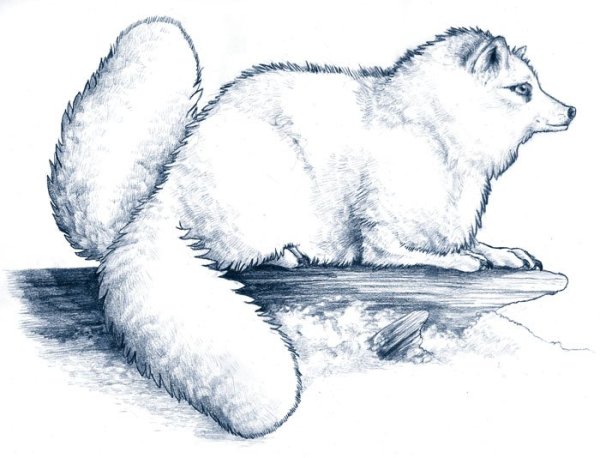 Медновский голубой песец рисунок