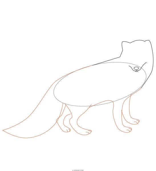 Медновский голубой песец раскраска