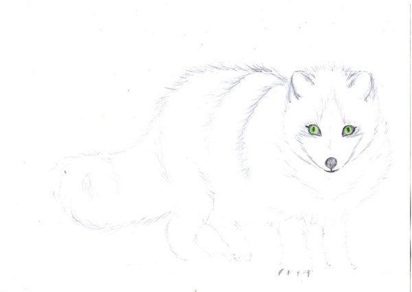 Медновский голубой песец раскраска