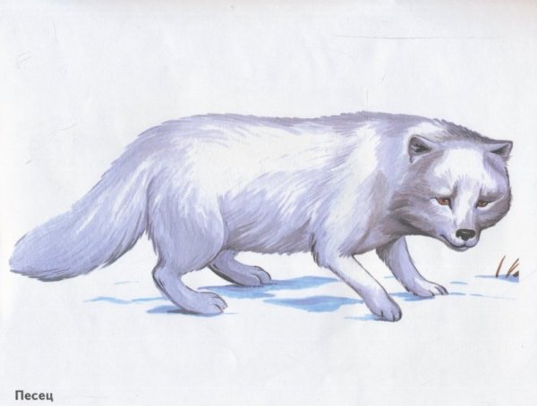 Песец рисунок