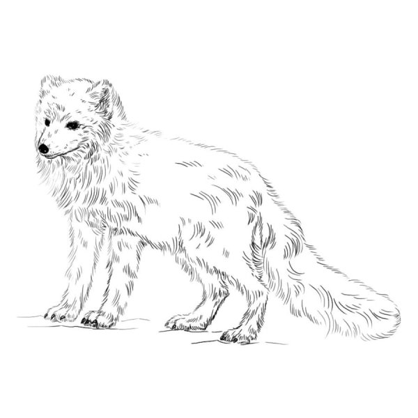 Нарисовать песца