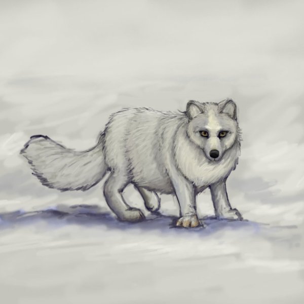 Песец раскраска